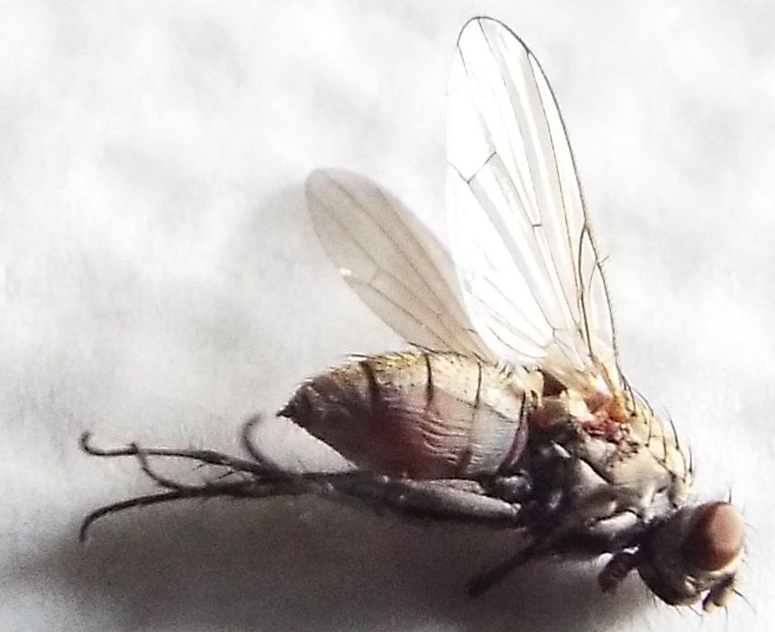 Probabile Anthomyiidae